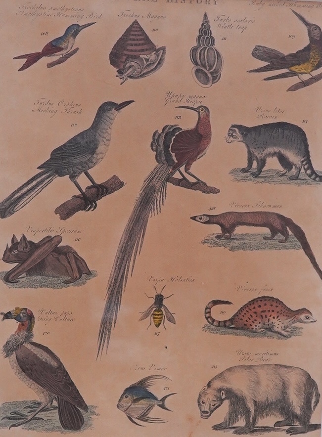 Early 19th century English School, two coloured natural history interest prints, Fish and animals including Common Weever, largest 25.5 x 20cm. Condition - fair, discolouration throughout